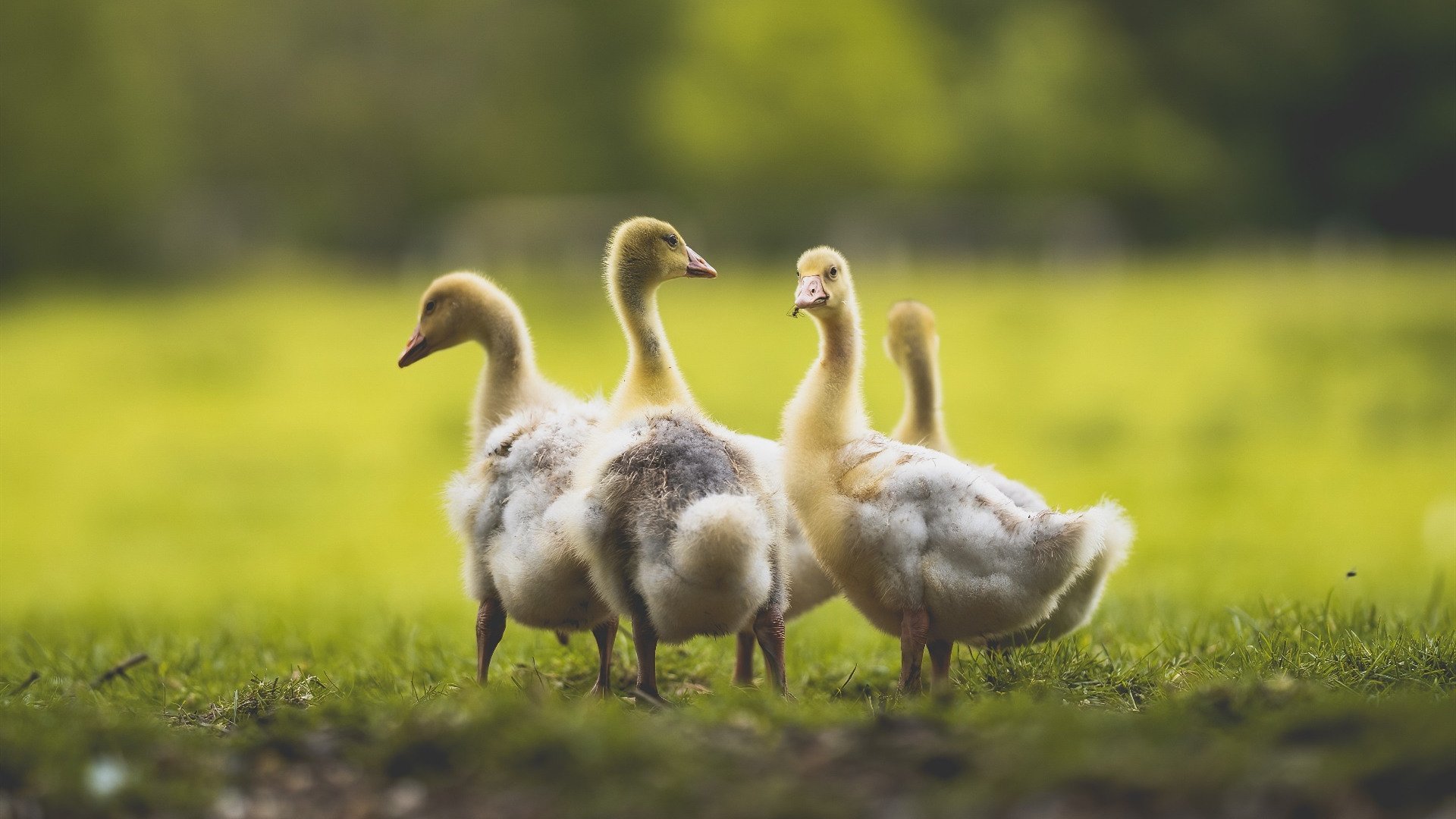 克瓦拉茨赫利亚点燃黑马之光，德国战车碾碎勒沃库森铁卫—欧洲杯的双线狂想曲