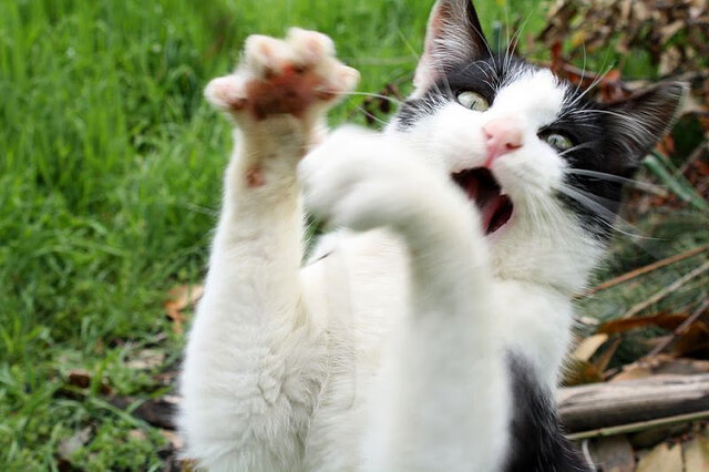 赛场奇兵，当雄鹿遭遇开拓者，福克斯如何导演爆冷剧本