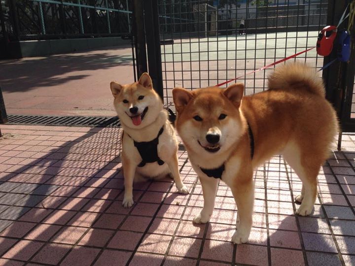 速度与突围,F1新赛季揭幕战,一场马赛式的关键战役