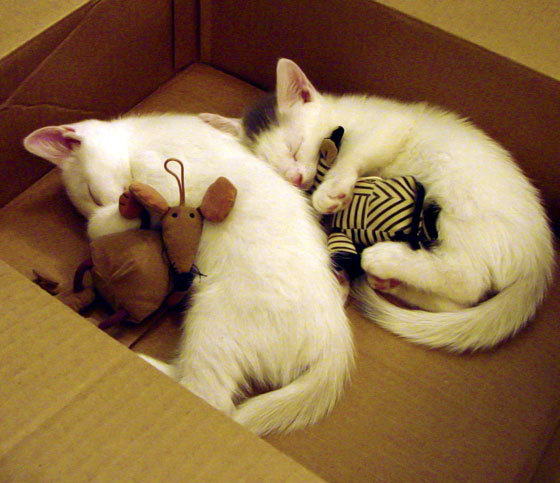 布克划破深夜的闪电,当NBA顶级锋线对峙CBA十一冠王的攻防转换核心