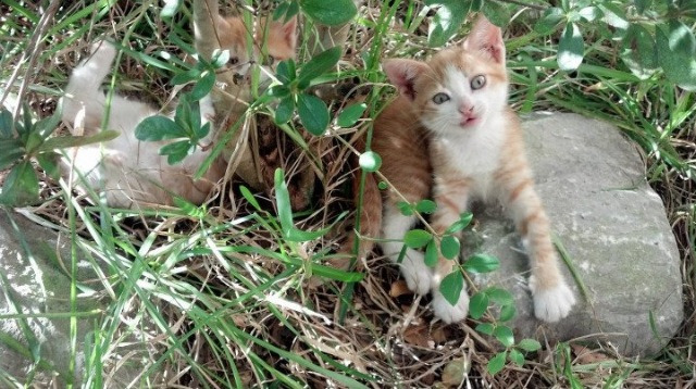 斩杀悬念,献祭自我,阿劳霍如何将一场悬念之战变为个人意志的丰碑