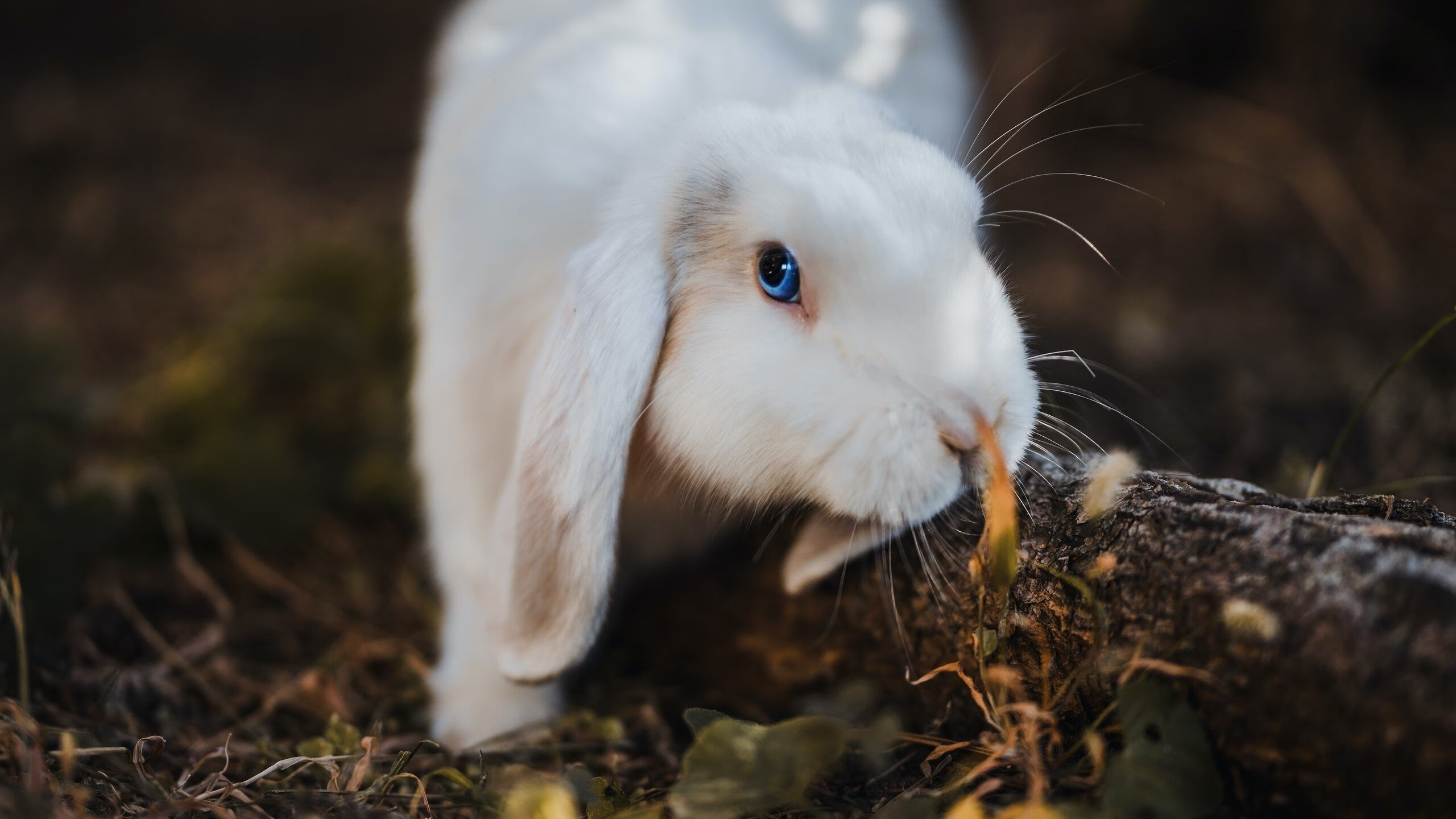 字母哥关键救赎，当统治力成为活塞逆转的唯一钥匙