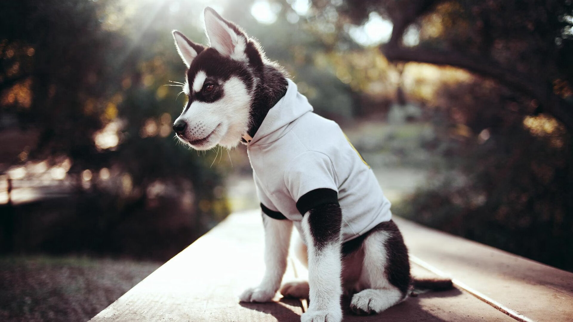 东决的库里,四年前在另一个身体里打球