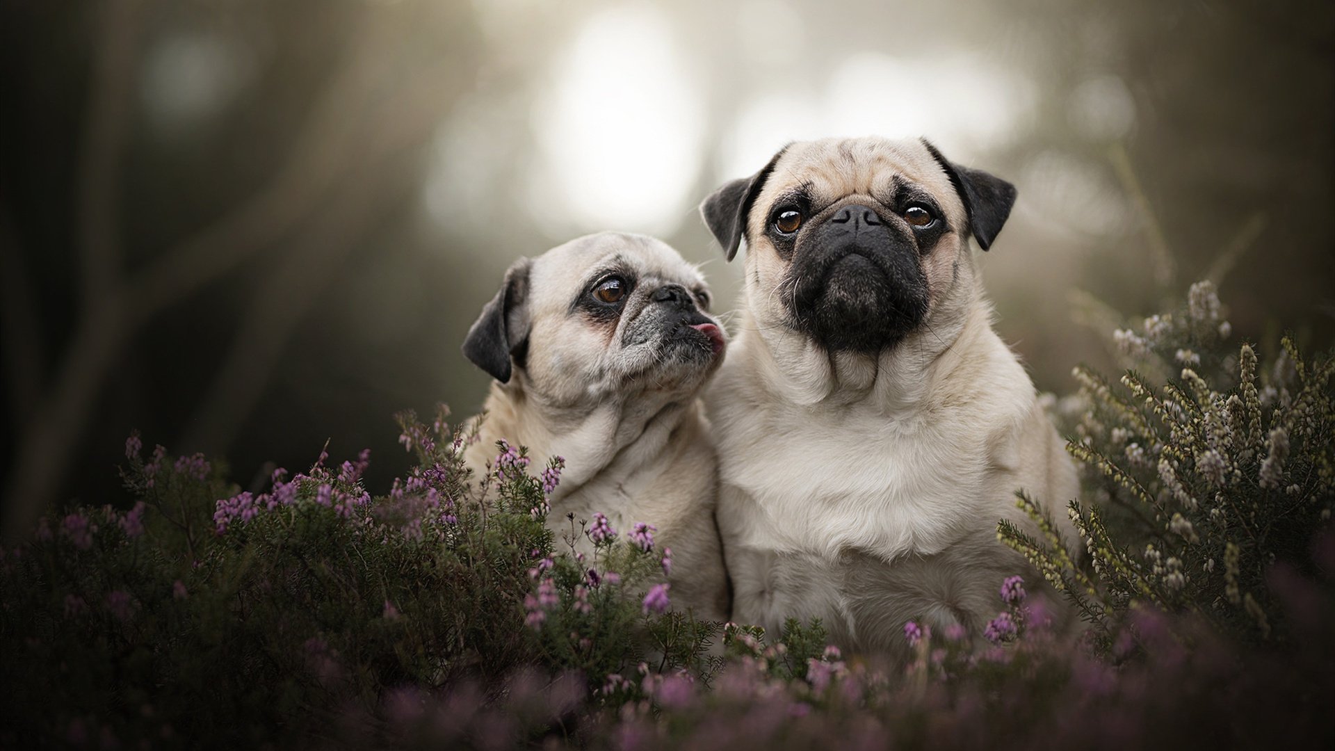 太阳队上演赛道超车，用F1智慧击穿开拓者防线