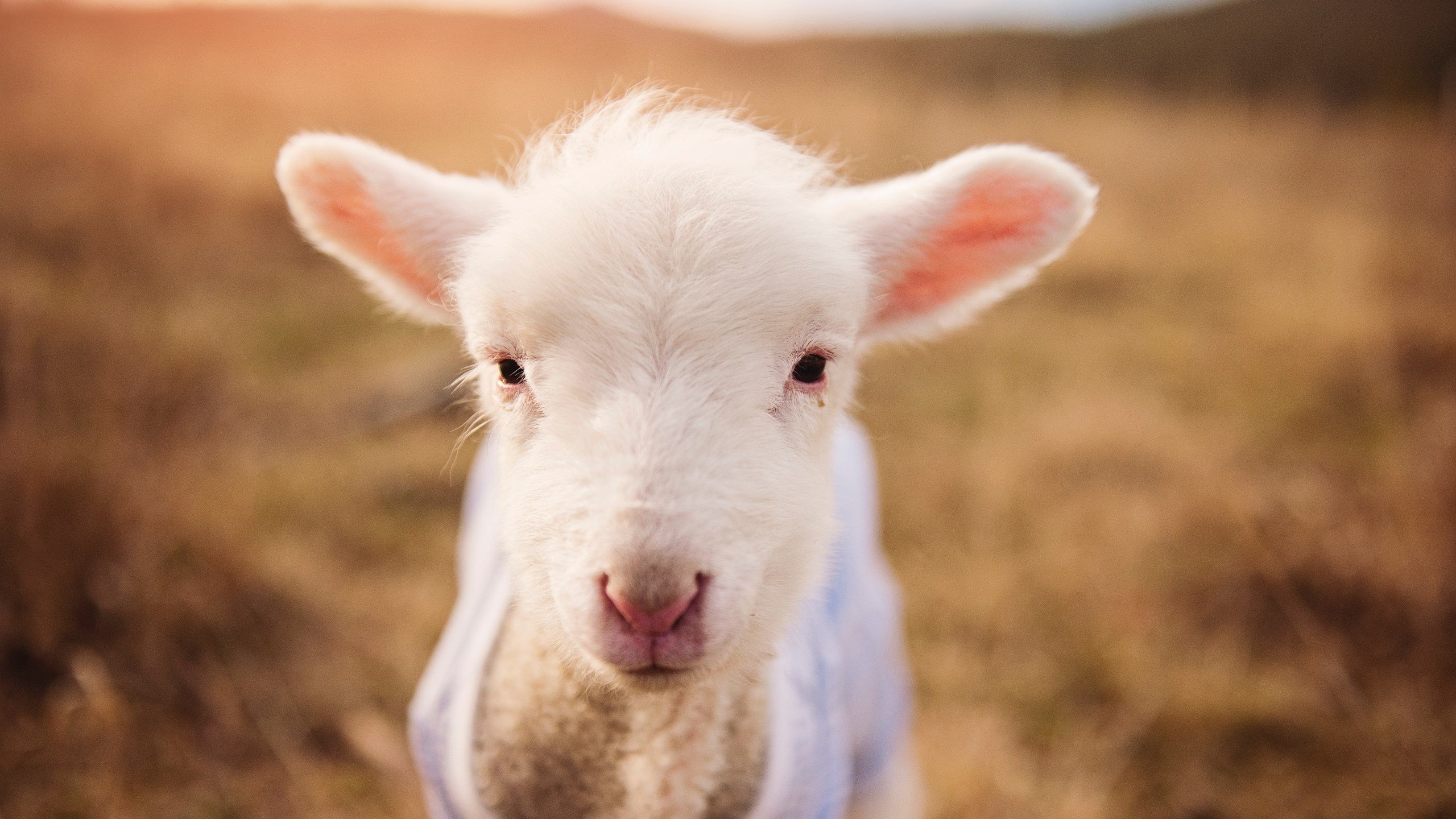 当险胜与接管在同一个夜晚发生，一场篮球哲学的胜利