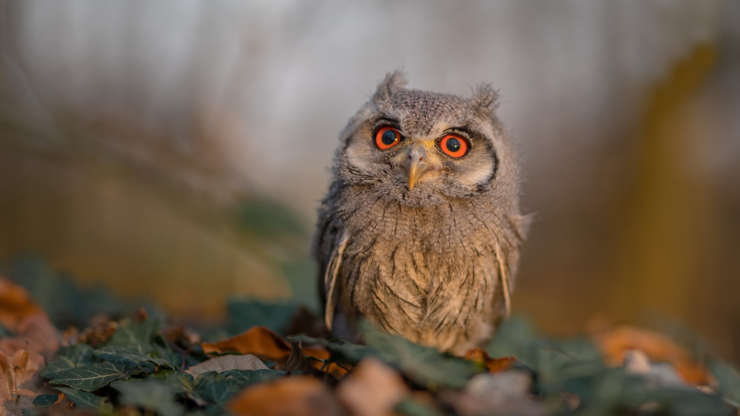 跨界之巅，当意甲绿茵场响起篮球的绝杀钟声
