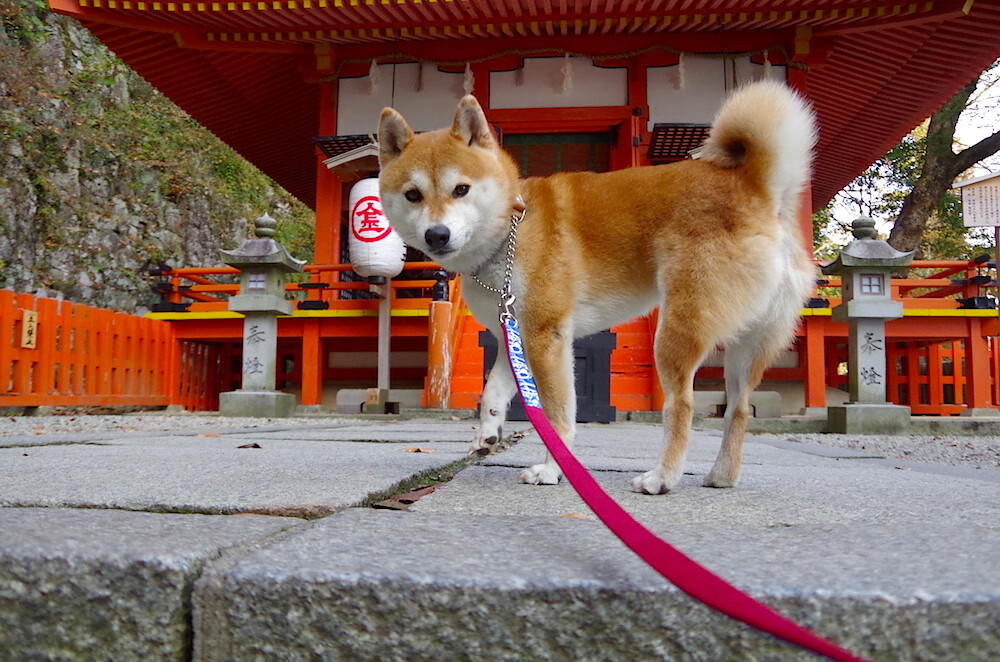 冰封南境，烈焰中起舞，当南非封锁遇上格列兹曼之火