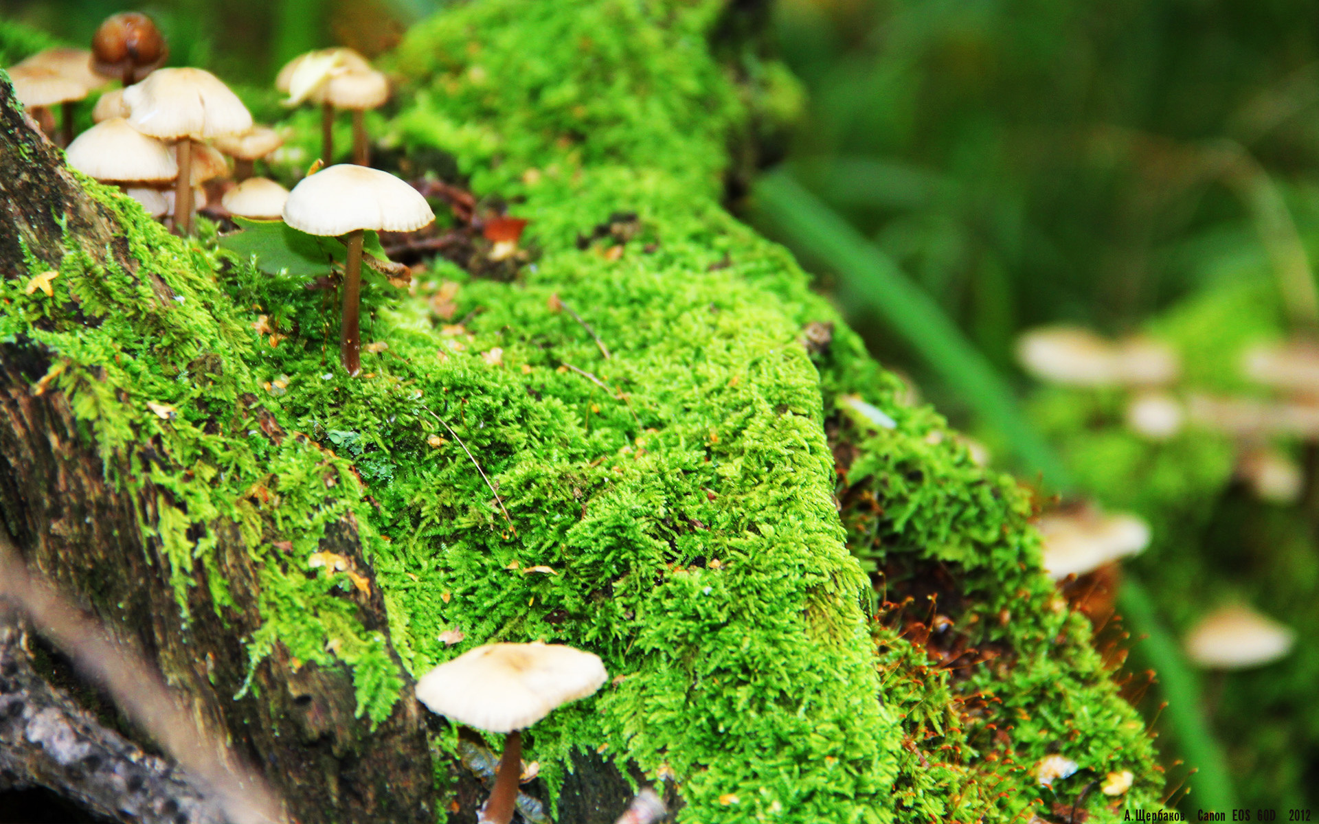 铁壁与利刃，当尼斯战术的铁律照见加维的天才闪光