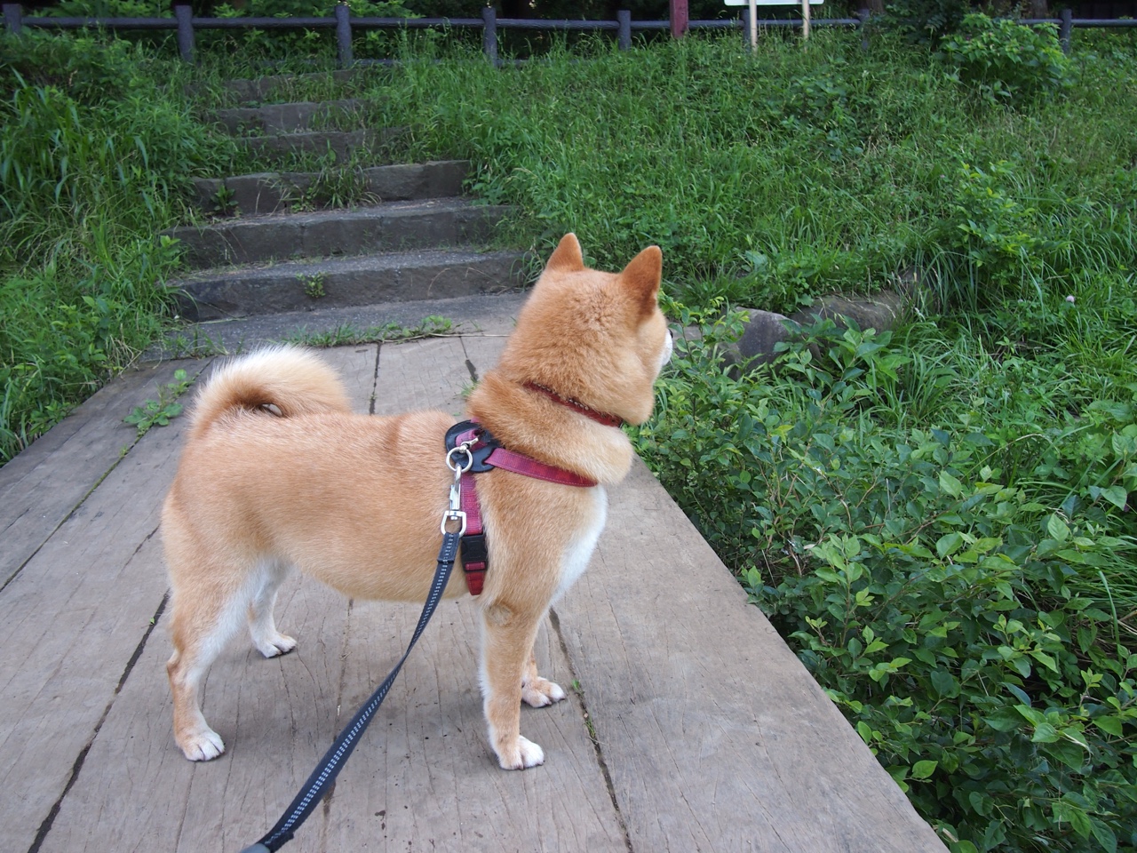 雷火电竞网站-皮克的时间魔法，爱尔兰最后时刻逆转芬兰背后的孤勇与传奇
