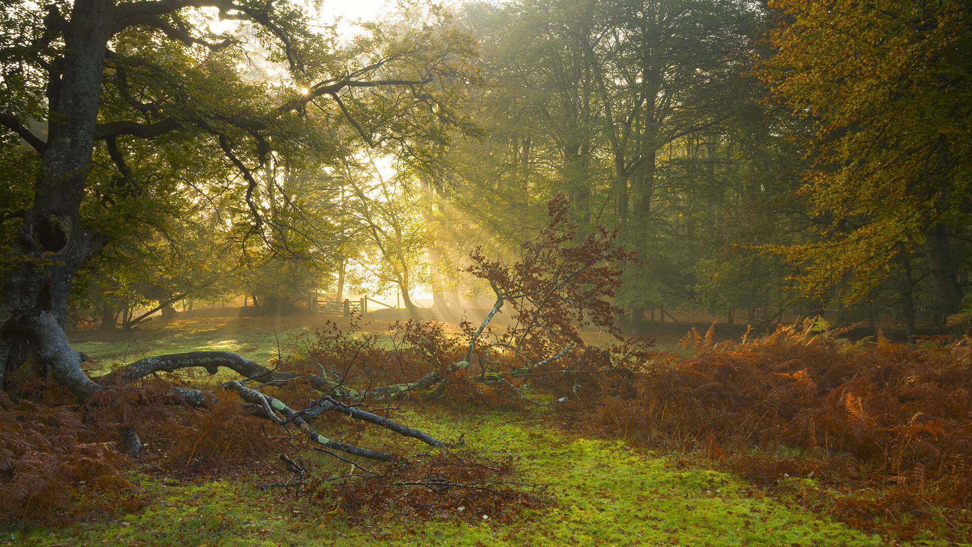 命运回响，红黑之夜的晚钟为谁而鸣
